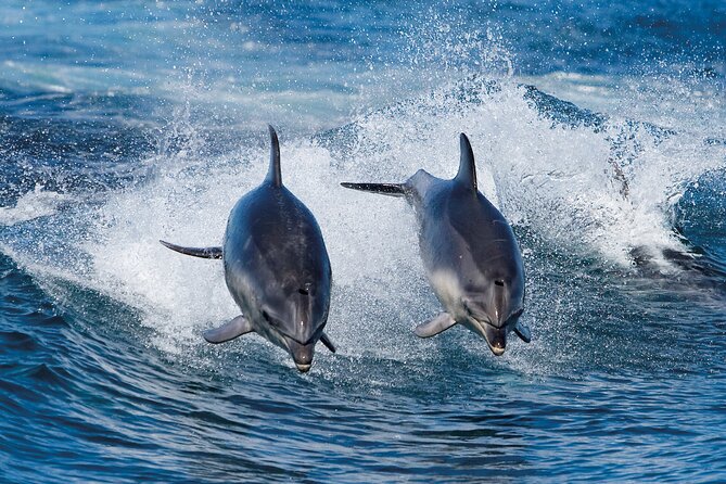 Full-Day Bruny Island Cruises Day Tour from Hobart - Key things to know before you go