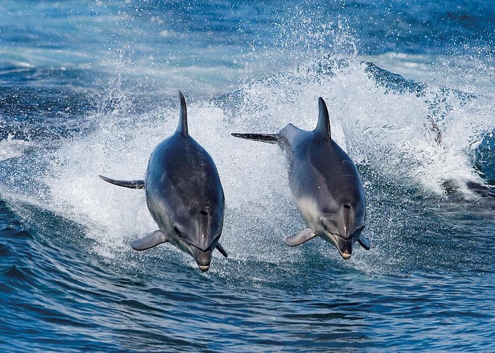 Full-Day Bruny Island Cruises Day Tour from Hobart - Timing and travel time: plan your day around the early start
