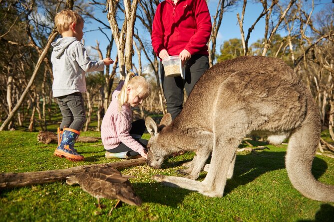 Full-Day Phillip Island Tour with Kangaroo, Koala and Penguin Parade - From Melbourne to Phillip Island: how the day actually works