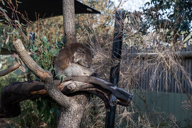 Full-Day Phillip Island Tour with Kangaroo, Koala and Penguin Parade - Guides and comfort on the bus: what makes the difference