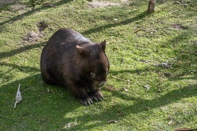 Full-Day Phillip Island Tour with Kangaroo, Koala and Penguin Parade - Price and value: is $104 worth it?