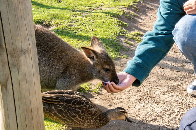 Full-Day Phillip Island Tour with Kangaroo, Koala and Penguin Parade - Who should book this Phillip Island day trip?