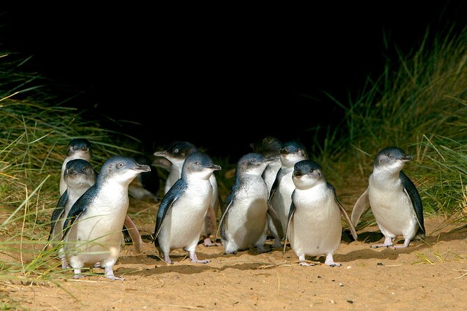 Full-Day Phillip Island Tour with Kangaroo, Koala and Penguin Parade - Moonlit Sanctuary Wildlife Conservation Park: your first real wildlife hit