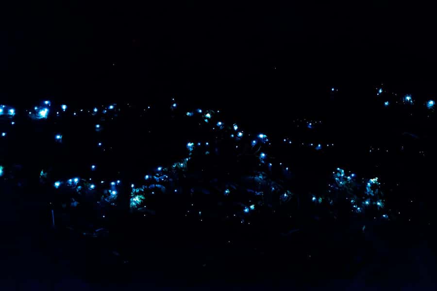 Gold Coast: Evening Rainforest and Glow Worm Experience - Key Things That Make This Glow Worm Night Tour Work