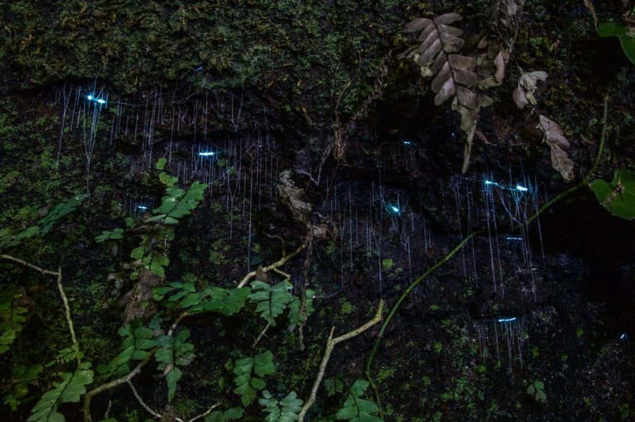 Gold Coast: Evening Rainforest and Glow Worm Experience - From Surfers Paradise to Tamborine: How the Night Starts Right