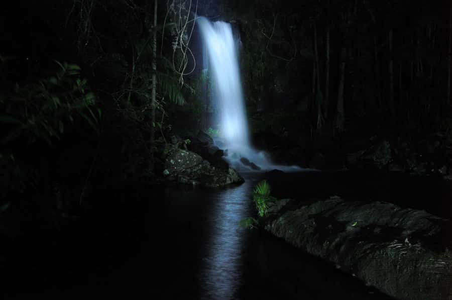 Gold Coast: Evening Rainforest and Glow Worm Experience - Glow Worms at the Waterfall: What to Expect and How to See Them
