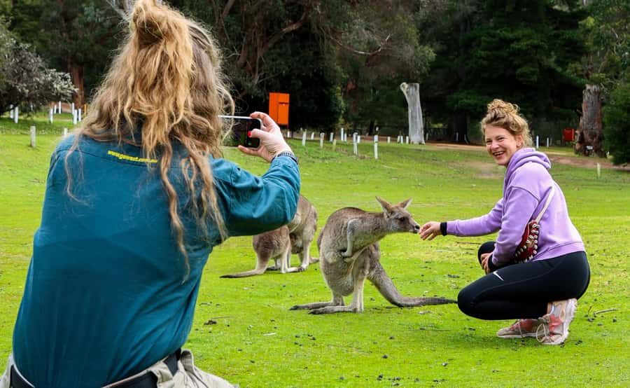 Grampians National Park Small-Group Eco Day Tour - Wildlife viewing on the way back: slow down and watch edges