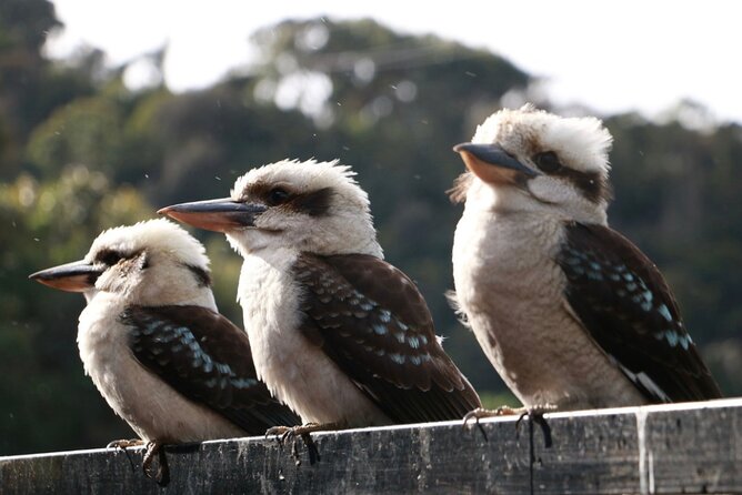 Grampians National Park Small-Group Eco Tour from Melbourne - Halls Gap: lunch on your schedule and a wildlife-ready base