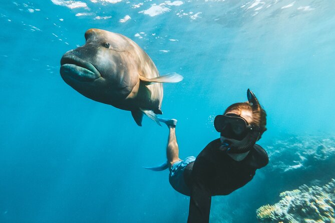 Great Barrier Reef Full Day Adventure - Up to 4 hours on the pontoon: snorkeling gear, observatory viewing, and stinger-suit reality