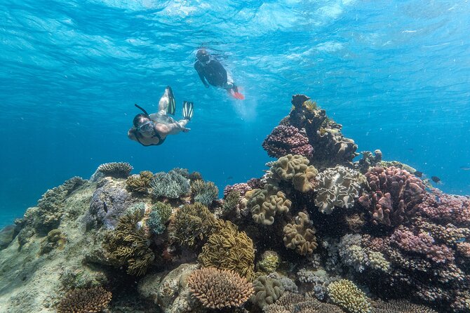 Great Barrier Reef Full Day Tour from Cairns - Pick Your Water Plan: Snorkel, First-Time Scuba, or Certified Scuba