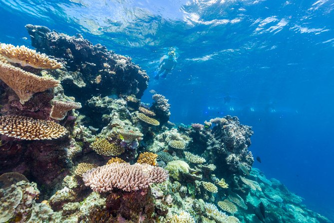 Great Barrier Reef Snorkeling and Diving Cruise from Cairns - Second reef at Hastings: more time, plus add-on options