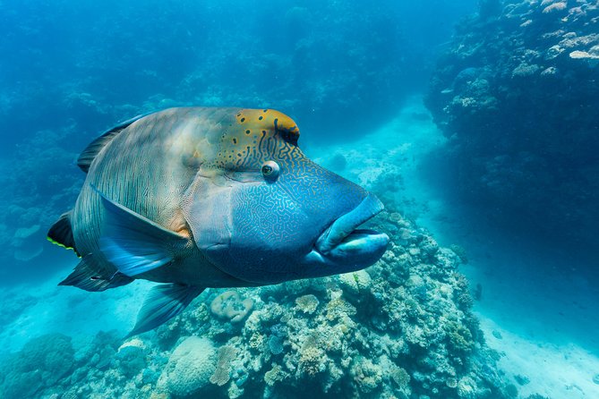 Great Barrier Reef Snorkeling and Diving Cruise from Cairns - Scuba upgrade reality: training, medical rules, and who can do what