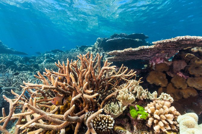 Great Barrier Reef Snorkeling and Diving Cruise from Cairns - Should you book this Cairns Great Barrier Reef snorkeling and diving cruise?