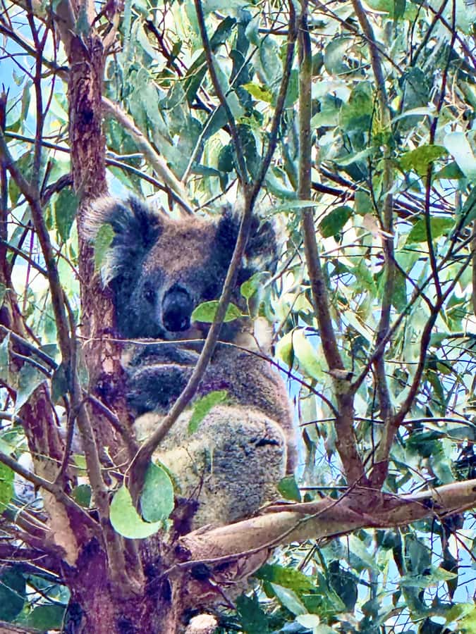 Great Ocean Road 12 Apostles London Bridge Koala Kangaroo - Key highlights in plain English