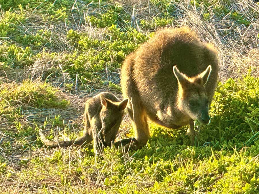 Great Ocean Road 12 Apostles London Bridge Koala Kangaroo - Price and value: is $41 realistic for this much sightseeing?