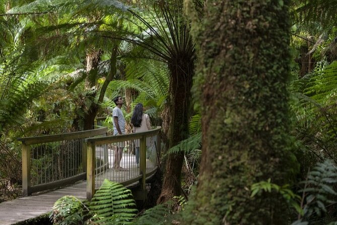 Great Ocean Road, 12 Apostles, Rainforest & Morning Tea-Melbourne - Why the Great Ocean Road feels better with a driver