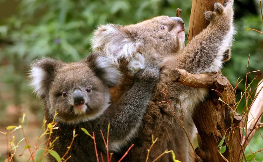 Great Ocean Road Tour w/ Deluxe Minibus & Top-Rated Guide - Deluxe minibus comfort and what to expect on a long day