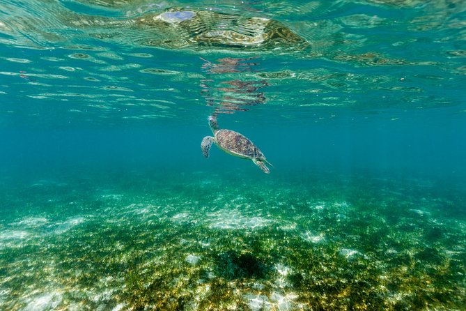 Green Island Day Trip from Cairns - Service That Makes the Difference: Crew Guidance, Fast Boarding, and On-Time Runs