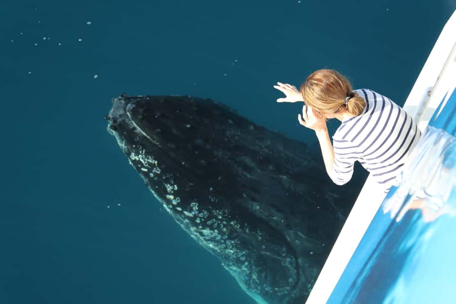 Hervey Bay 4-Hour Whale Watch Encounter - Key Points Before You Go