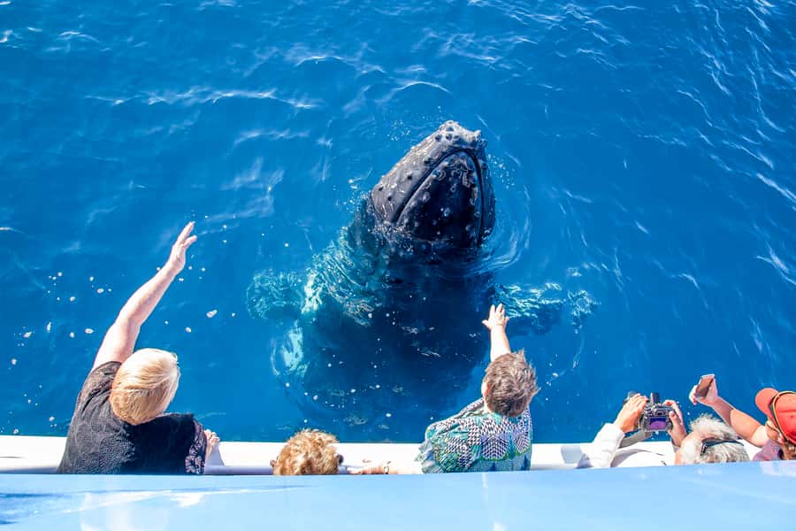 Hervey Bay 4-Hour Whale Watch Encounter - The Real Timing: What 4 Hours On the Water Feels Like