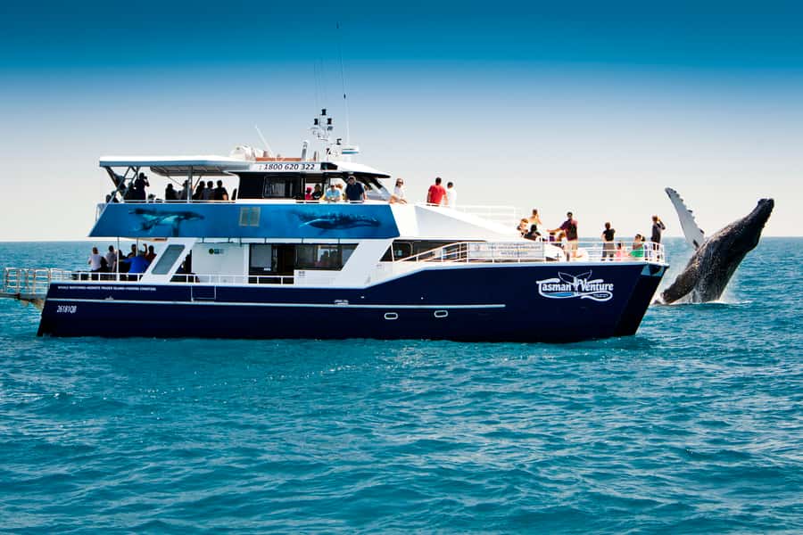 Hervey Bay 4-Hour Whale Watch Encounter - The Cruise Across the Great Sandy Strait: A Calm Lead-In