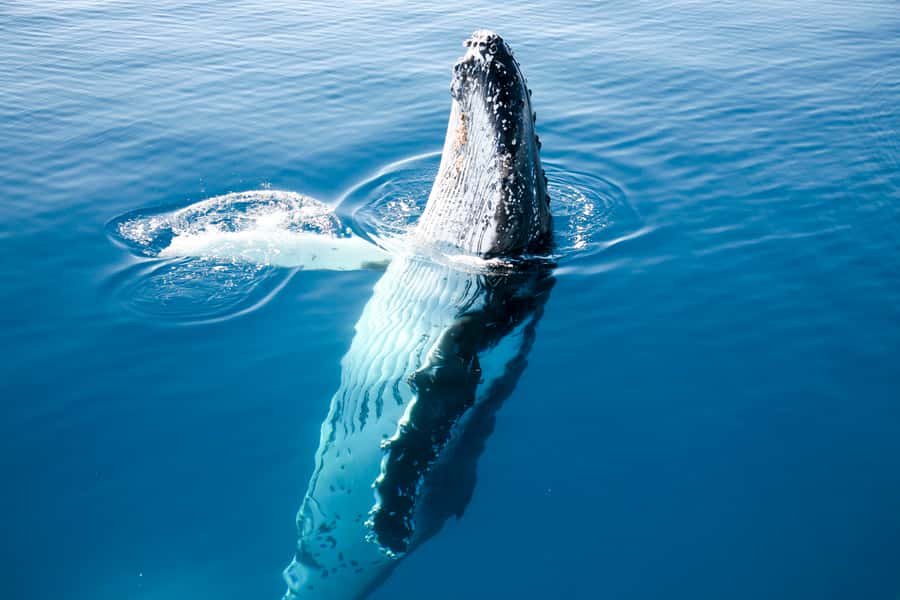 Hervey Bay 4-Hour Whale Watch Encounter - World Heritage Waters Near K’gari: Where the Whale Time Starts