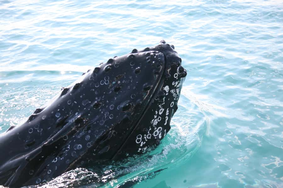 Hervey Bay 4-Hour Whale Watch Encounter - Inside the Tasman Venture: Viewing Windows, Air-Con, and a Water-Level Platform