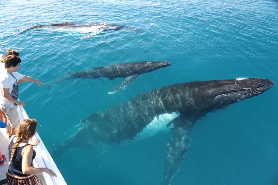 Hervey Bay 4-Hour Whale Watch Encounter - How the Onboard Guides Make (or Break) the Experience