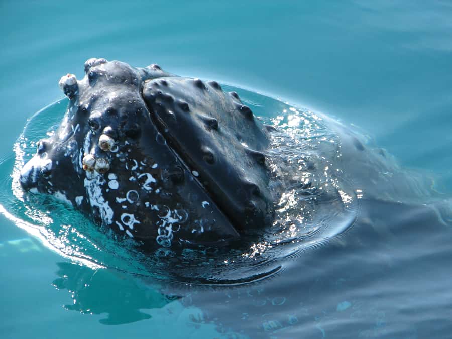 Hervey Bay 4-Hour Whale Watch Encounter - Tea, Biscuits, and Antipasti: Small Meals That Keep You Comfortable