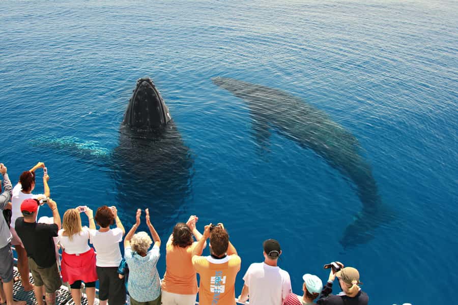 Hervey Bay 4-Hour Whale Watch Encounter - Getting There From Your Hotel: Pickup and the 45-Minute Ride