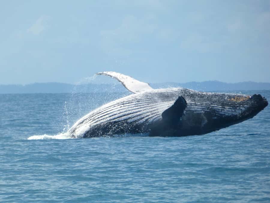 Hervey Bay: Ultimate Whale Watching Experience - Key highlights you’ll actually care about