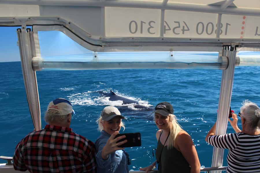 Hervey Bay: Ultimate Whale Watching Experience - Hervey Bay’s whale corridor: where the science happens