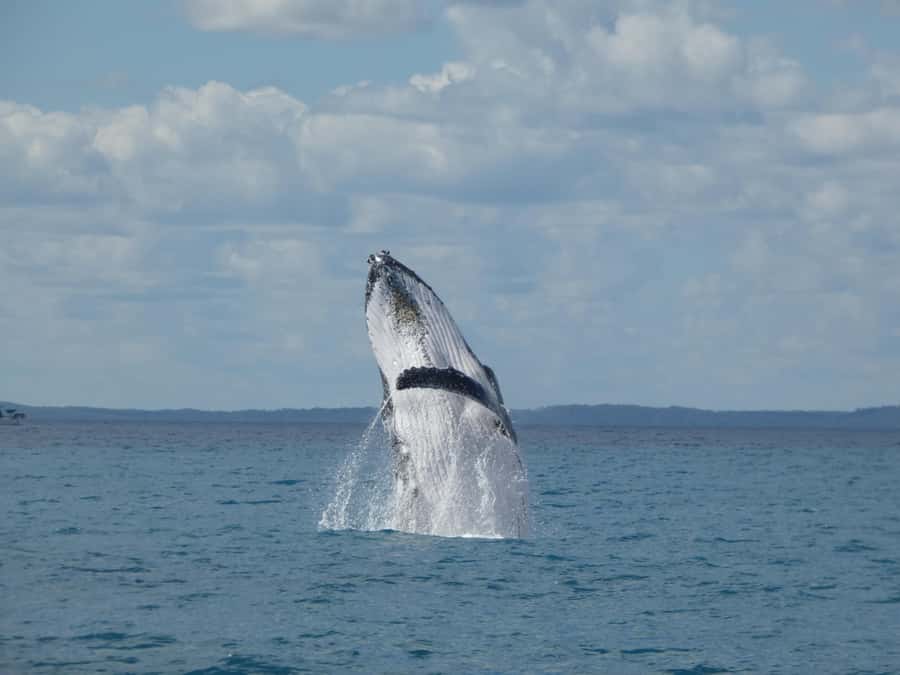Hervey Bay: Ultimate Whale Watching Experience - K’gari scenery on the way out: the ride is part of the story