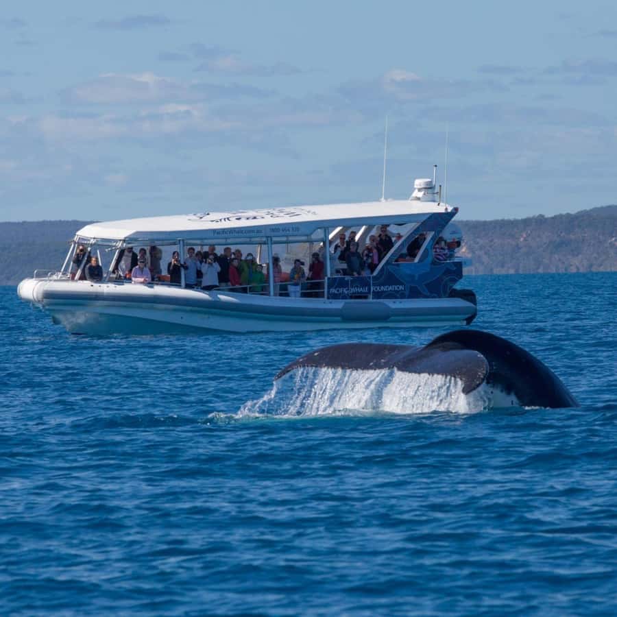Hervey Bay: Ultimate Whale Watching Experience - The heart of the tour: marine scientists and whale behaviour