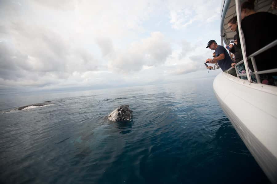 Hervey Bay: Ultimate Whale Watching Experience - Hydrophones: hearing live whale song (not just guessing)