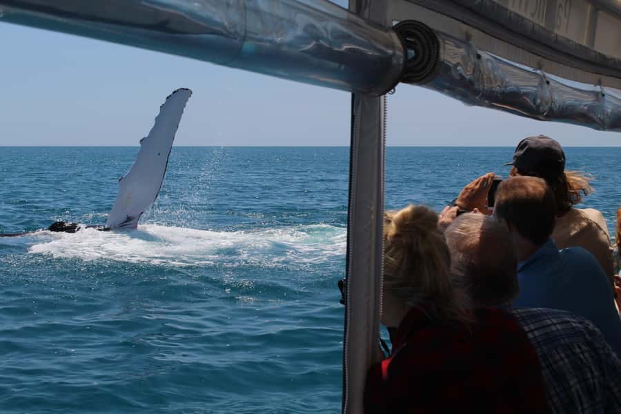 Hervey Bay: Ultimate Whale Watching Experience - Water-level “whale’s eye” viewing: how to get better photos