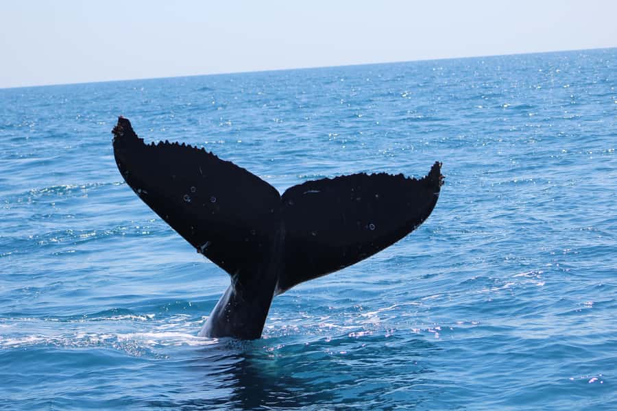 Hervey Bay: Ultimate Whale Watching Experience - What happens during the 3-hour time on the water