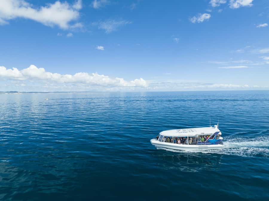 Hervey Bay: Ultimate Whale Watching Experience - Small-group eco tour with real conservation intent