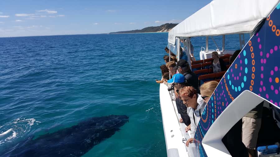 Hervey Bay: Ultimate Whale Watching Experience - Getting onto the Ocean Defender: fast, small, and built for viewing