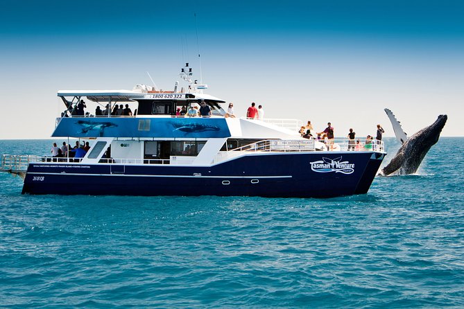 Hervey Bay Whale Watching Cruise - Underwater Windows, Hydrophones, and the Views That Pay Off