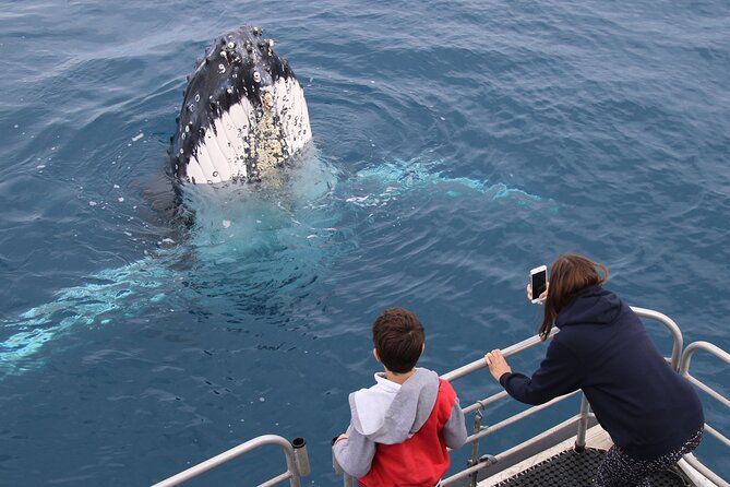 Hervey Bay Whale Watching Cruise - Food on Board: Morning or Afternoon Tea Plus a Shared Platter