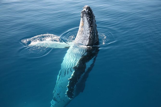 Hervey Bay Whale Watching Cruise - Route Time Near Hervey Bay and the K’gari (Fraser Island) Area