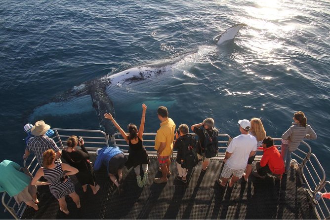 Hervey Bay Whale Watching Cruise - Crew and Commentary: The Difference Between Seeing Whales and Understanding Them