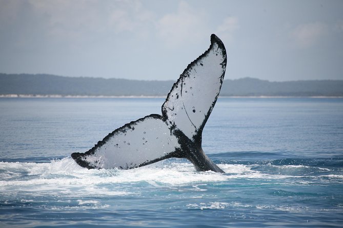 Hervey Bay Whale Watching Cruise - What Weather Can Do to Your Day (and How to Handle It)