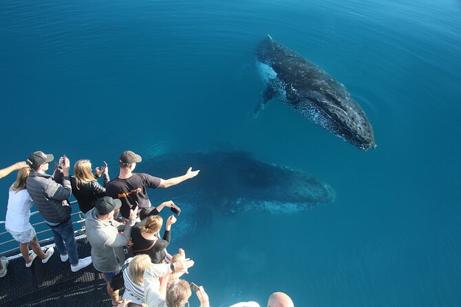 Hervey Bay Whale Watching Cruise - Price and Value: What $111.17 Covers for a 4-Hour Whale Mission