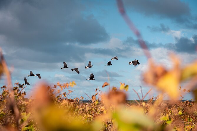 Hidden Gems: Boutique Full-Day Wine, Farm & Lunch Tour - Price and value: what $136.28 gets you in a full day