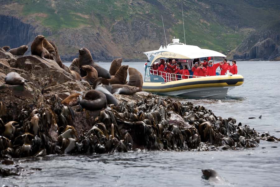 Hobart: Bruny Island Wilderness Coast Eco Cruise with Lunch - Wildlife Encounters: What You Can Expect From Seals to Whales