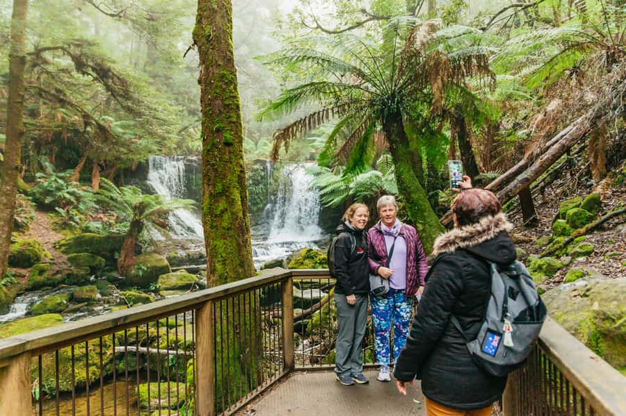 Hobart: Mt Wellington, Mt Field, Bonorong and Richmond Trip - Bonorong Wildlife Sanctuary: kangaroos by hand and Tasmanian devils