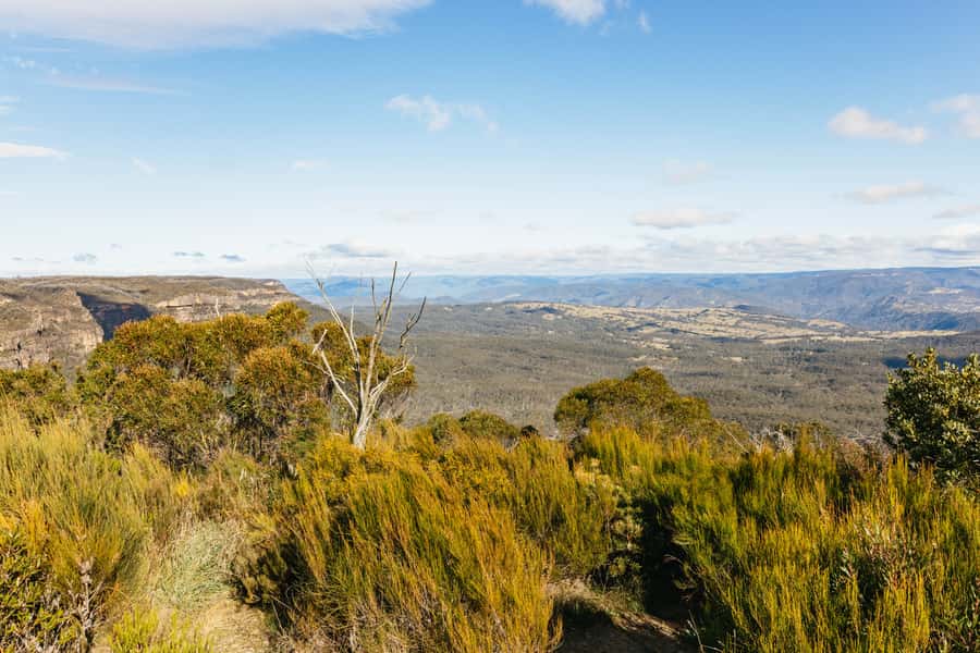 Katoomba: Lyrebird Hop-On Hop-Off and Scenic World Pass - Price and Value: Why $82 Feels Different Than a Basic Tour