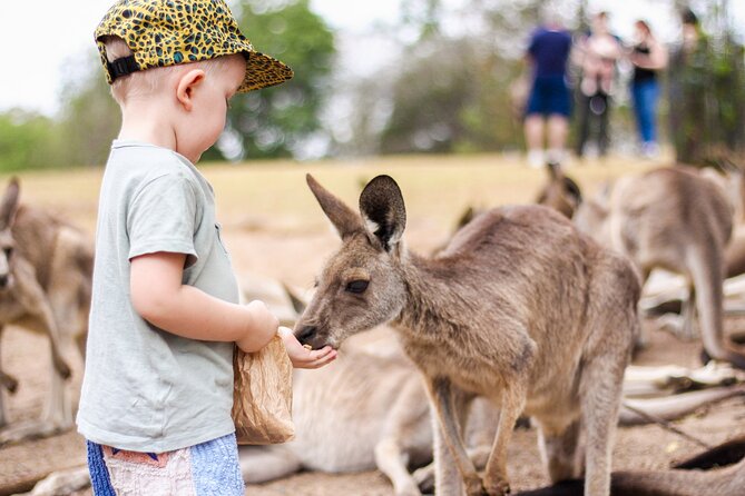 Lone Pine Koala Sanctuary Day Pass - The Brisbane Day-Trip Advantage of Lone Pine